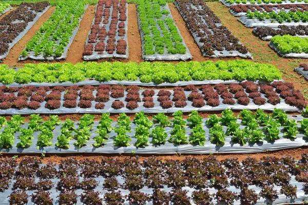 Reihen von verschiedenen Gemüsesorten in landwirtschaftlichen Plantagen — Stockfoto