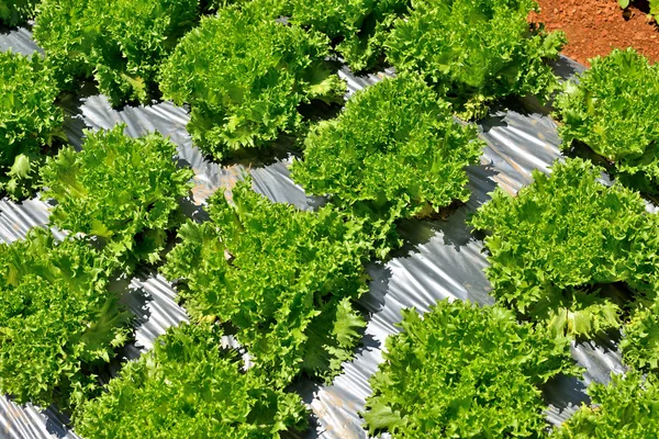 Салат из овощей, растущих из земли в саду — стоковое фото