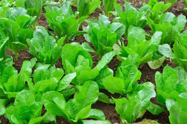 Bahçedeki toprak dışında büyüyen sebze salatası