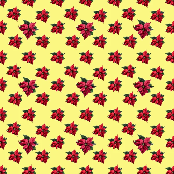 Ένα Μοτίβο Κόκκινων Λουλουδιών Διαφορετικών Μεγεθών Χριστουγεννιάτικο Αστέρι Κίτρινο Φόντο — Φωτογραφία Αρχείου