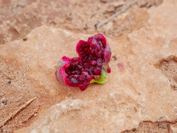 Opuntia Fruit Prickly Pear Edible Cactus Fruit Cut Half Seeds — Stock Photo, Image