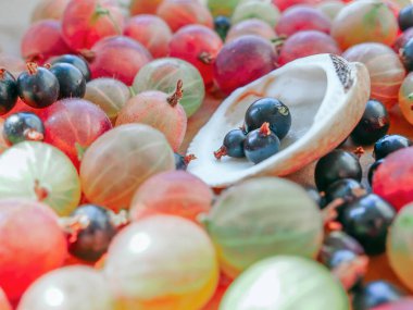 Taze ve sulu bektaşi üzümleri ve üzümler ıslak masaya ve kabuğa saçılmış. Mevsimlik sağlıklı gıda konsepti.