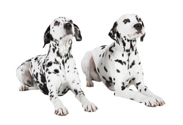 Dalmatians two lying — Stock Photo, Image