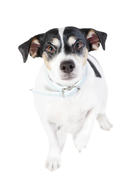 Jack russel looking — Stock Photo, Image