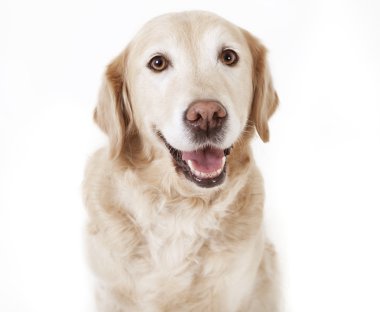Golden Retriever izole edilmiş