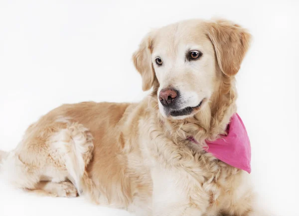 Golden retriever lying — Stock Photo, Image