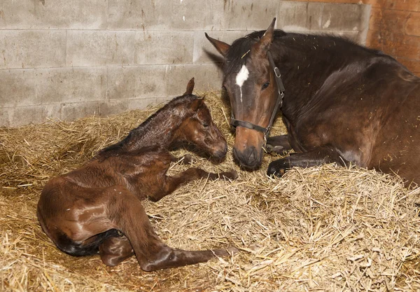 Mare with foal after birth — Stock Photo, Image