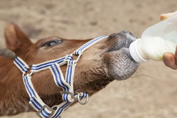 Foal drinking from bottle — Stock Photo, Image