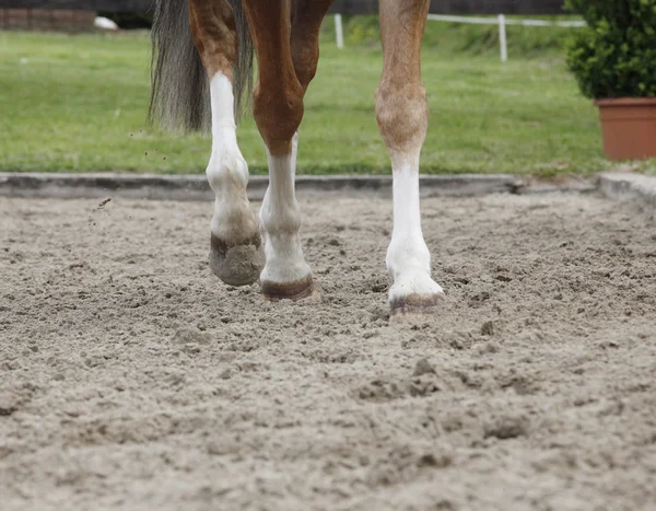 Horse legs sand — Stock Photo, Image