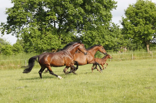 Caballos corriendo sobre pastizales —  Fotos de Stock