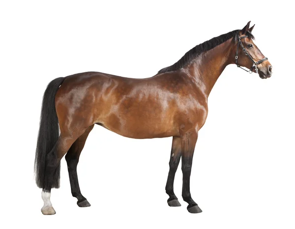 Bruin paard geïsoleerd — Stockfoto