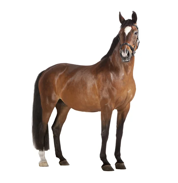 Cavallo sfondo bianco — Foto Stock