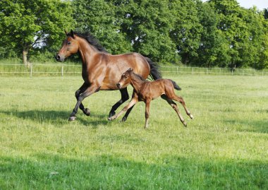 Mare with foal gallops clipart