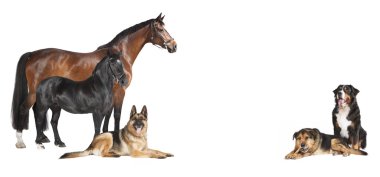 Köpekler beyaz arka plan kolaj atlar
