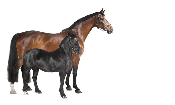 Коллаж две лошади — стоковое фото