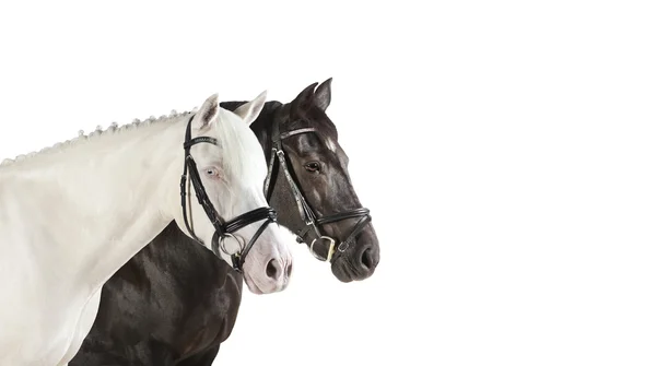 Cabezas de caballo blanco Collage — Foto de Stock