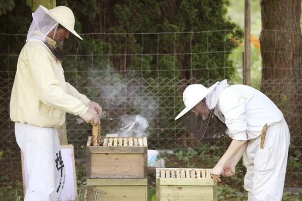 Imker bei der Arbeit mit Bienen — Stockfoto