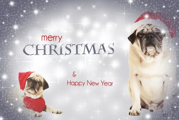 Two dogs merry christmas — Stock Photo, Image