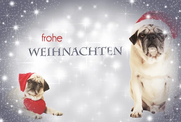 Twee honden frohe weihnachten — Stockfoto