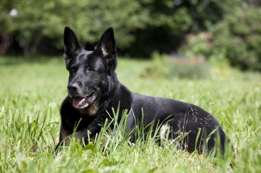 siyah köpek çayır üzerinde yalan