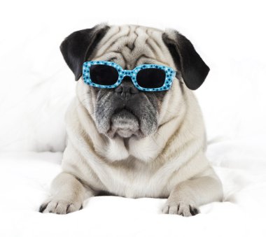 güneş gözlüğü ile pug