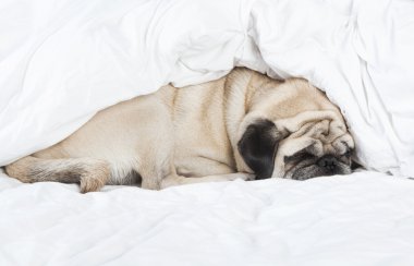 pug sleeping