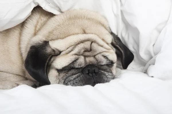 Sleeping pug face — Stock Photo, Image