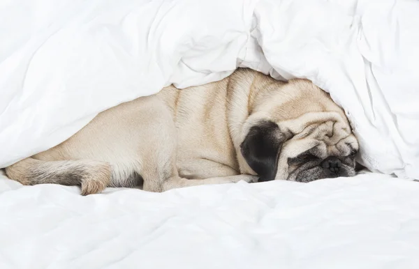 Pug sleeping — Stock Photo, Image