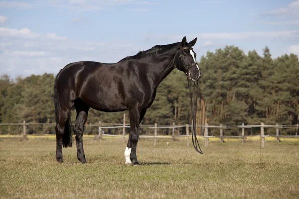 Чорний кінь на лузі — стокове фото