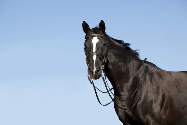 Черная лошадь перед голубым небом — стоковое фото