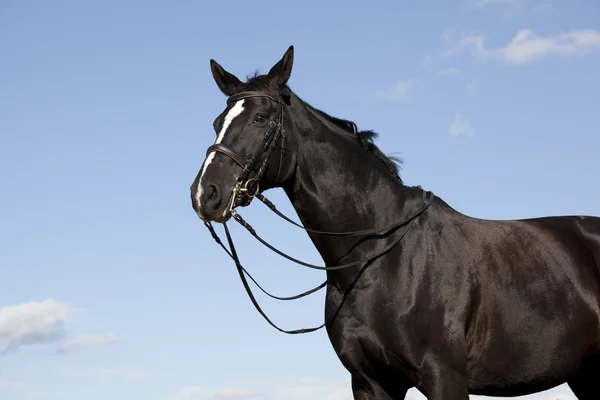 Retrato de cavalo brandenburger — Fotografia de Stock