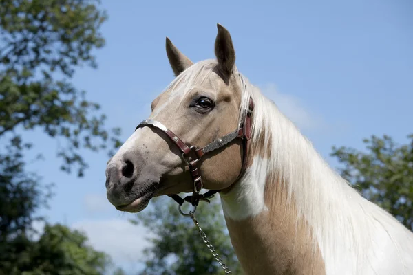 Palomino Horse portrait — Stock Photo, Image