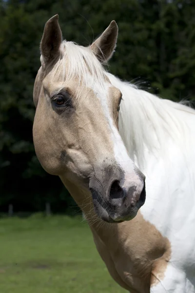 Palomino portrait Stock Image