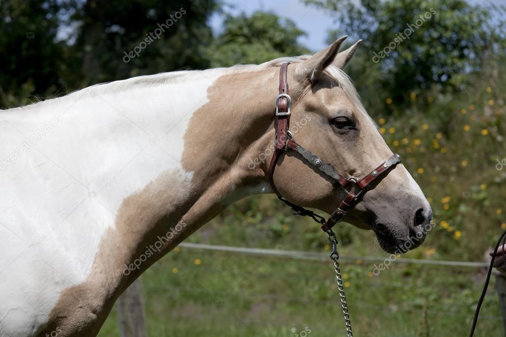 Palomino horse head