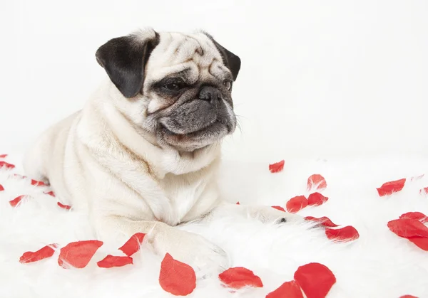 Pug on blanket with rose flowers — Stock Photo, Image