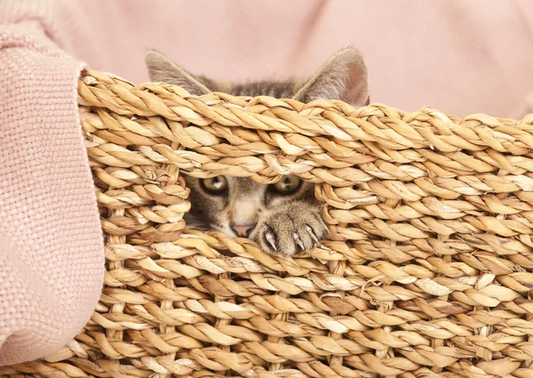 Jovem gato olhando para fora da cesta — Fotografia de Stock