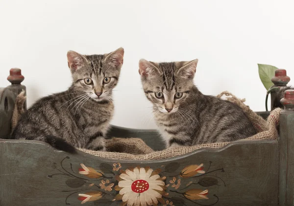 Two young cats in crib — Stock Photo, Image