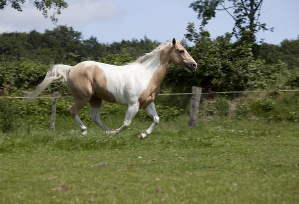 Galoppo cavallo palomino — Foto Stock