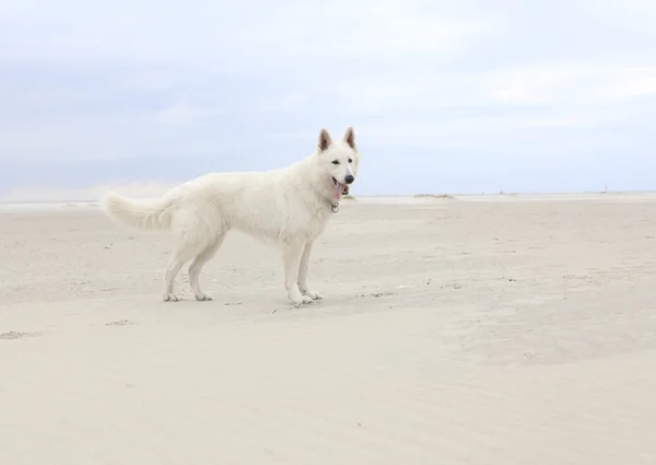Chien blanc sur la plage — Photo