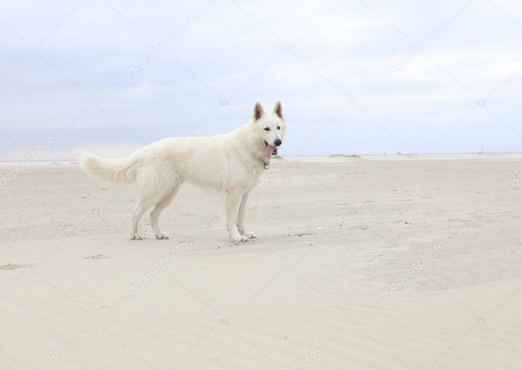 white dog on the beach