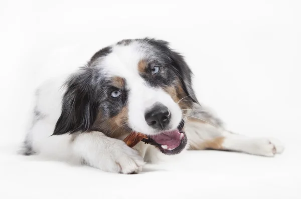 Austrailian shepherd chewing on bones — Stock Photo, Image