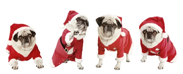 Quatro pugs como Papai Noel — Fotografia de Stock