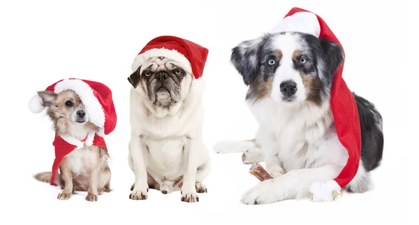 Drie honden Kerstmis — Stockfoto