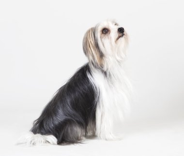 Lhasa apso yorkshire köpek