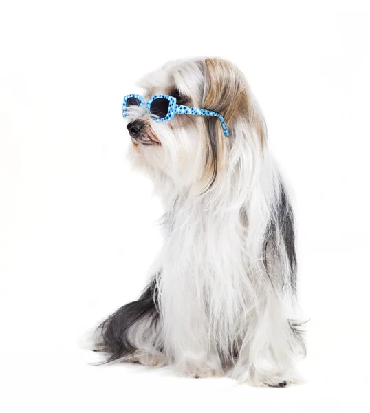 Small dog with sunglasses — Stock Photo, Image