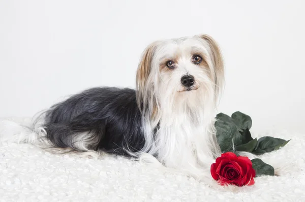 Маленькая собака с Розой — стоковое фото