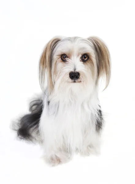 Small dog with long fur — Stock Photo, Image