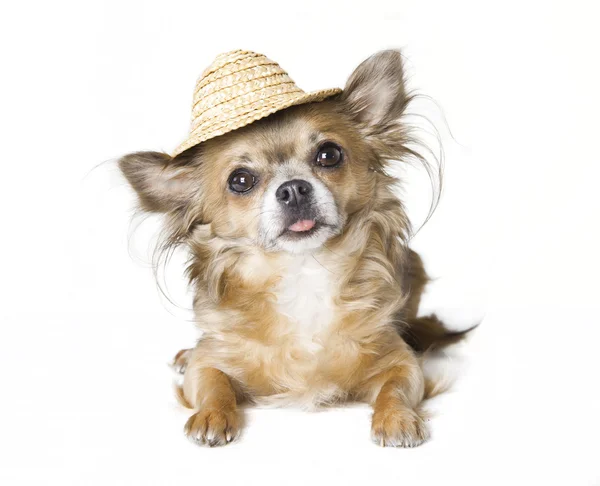 Chihuahua with sunhat — Stock Photo, Image