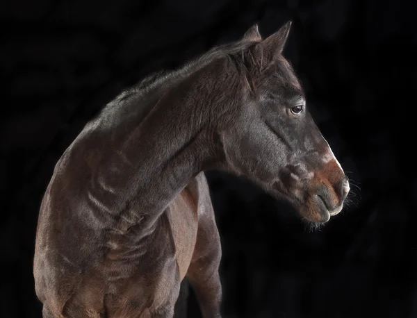 Cavalo marrom olhando para o lado — Fotografia de Stock