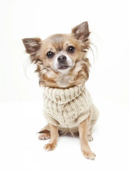 Chihuahua mit Wollpullover — Stockfoto